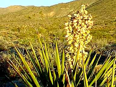 Yucca